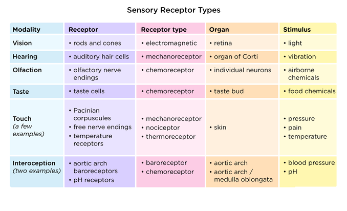 types of sensory receptors
