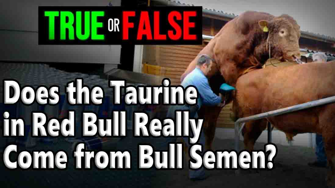 Does the Taurine in Red Bull Really Come from Bull Semen?