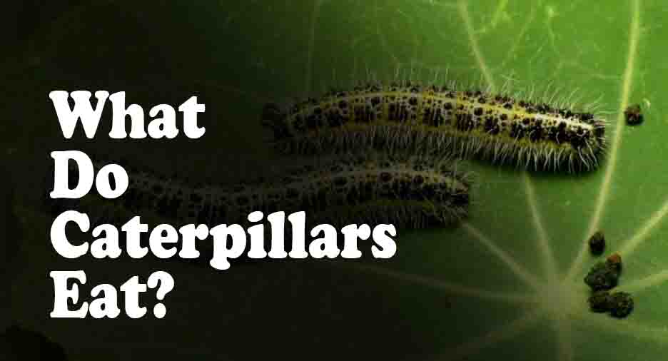 What Do Caterpillars Eat 