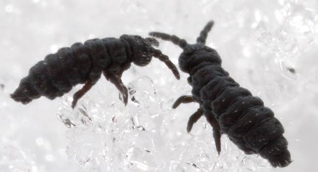 Fascinating Facts About Snow Fleas